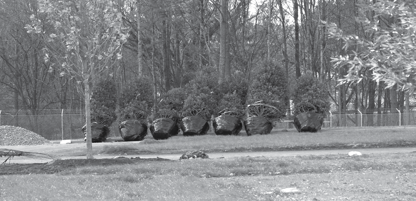 A grayscale photo showing 7 uprooted trees in a row, leaning at an angle.