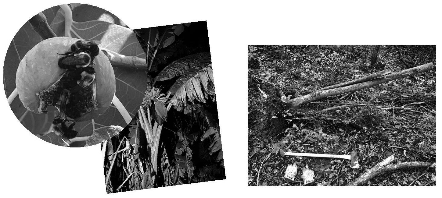 3 grayscale photos. On the right, a photo of a forest floor, with tree trunks lying next to an axe & work gloves. On the left, a photo of insects in a plant is superimposed over a different photo of a leafy plant.